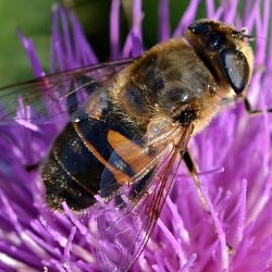 Eristalis tenax